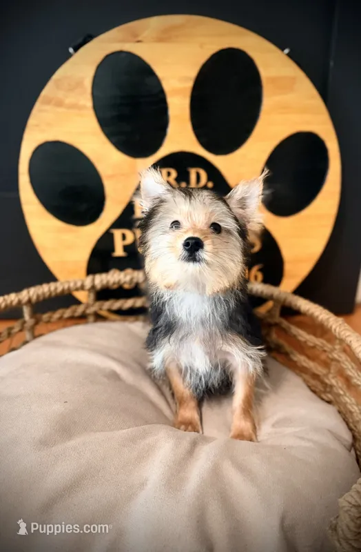 Ollie – Morkie puppy for sale in Crossville, TN