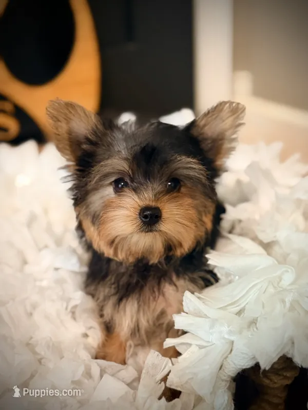 Callie – Yorkshire Terrier puppy for sale in Crossville, TN