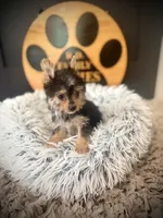 Hope, a female Maltese and Yorkshire Terrier for sale in Crossville, TN – 4 of 5