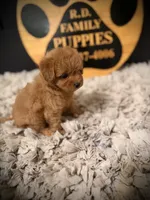 Reserved , a female Cavapoo for sale in Crossville, TN – 6 of 6