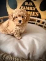 Sookie, a female Maltipoo for sale in Crossville, TN – 4 of 6