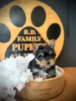Millie, a female Yorkshire Terrier for sale in Crossville, TN – 5 of 6