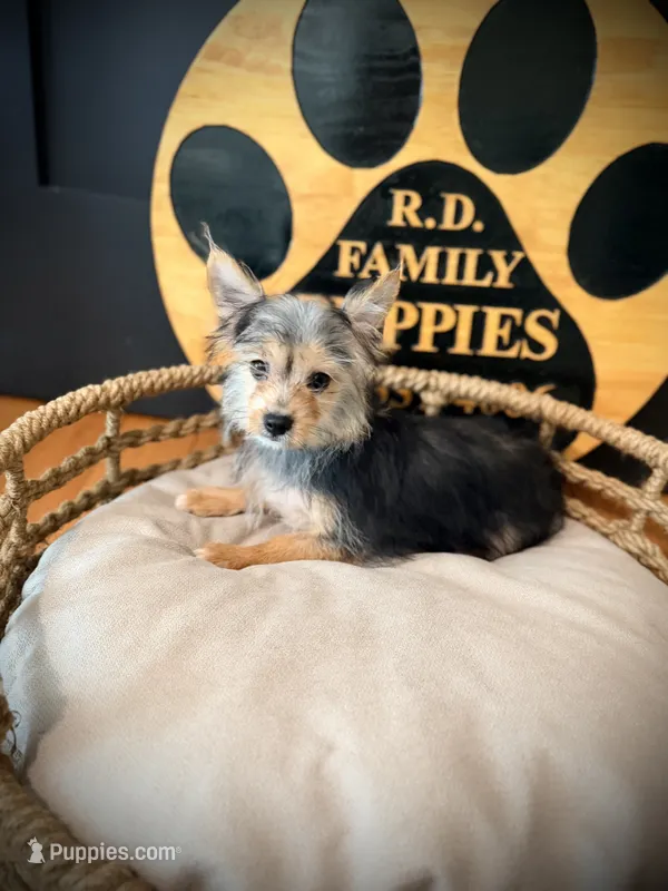 Hope – Morkie puppy for sale in Crossville, TN
