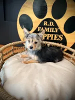 Hope, a female Morkie for sale in Crossville, TN – 1 of 9