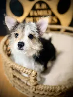 Annabelle , a female Morkie for sale in Crossville, TN – 3 of 6