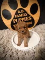 Reserved , a female Cavapoo for sale in Crossville, TN – 3 of 6