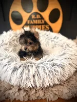 Maxwell, a male Maltese and Yorkshire Terrier for sale in Crossville, TN – 5 of 6