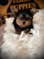 Zoe, a female Yorkshire Terrier for sale in Crossville, TN – 6 of 7