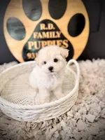 Alpine, a male Maltipoo for sale in Crossville, TN – 4 of 5