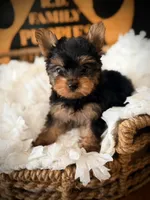 Liv, a female Yorkshire Terrier for sale in Crossville, TN – 5 of 6