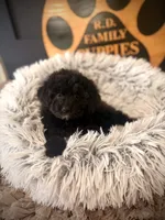 Reserved , a female Cavapoo for sale in Crossville, TN – 6 of 6