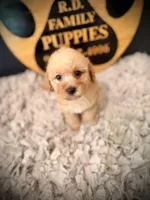Grace, a female Poodle - Miniature  for sale in Crossville, TN – 2 of 5