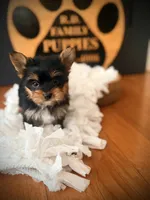Millie, a female Yorkshire Terrier for sale in Crossville, TN – 4 of 6