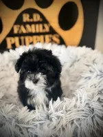 Oreo, a female Maltipoo for sale in Crossville, TN – 2 of 5
