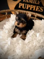 Liv, a female Yorkshire Terrier for sale in Crossville, TN – 6 of 6