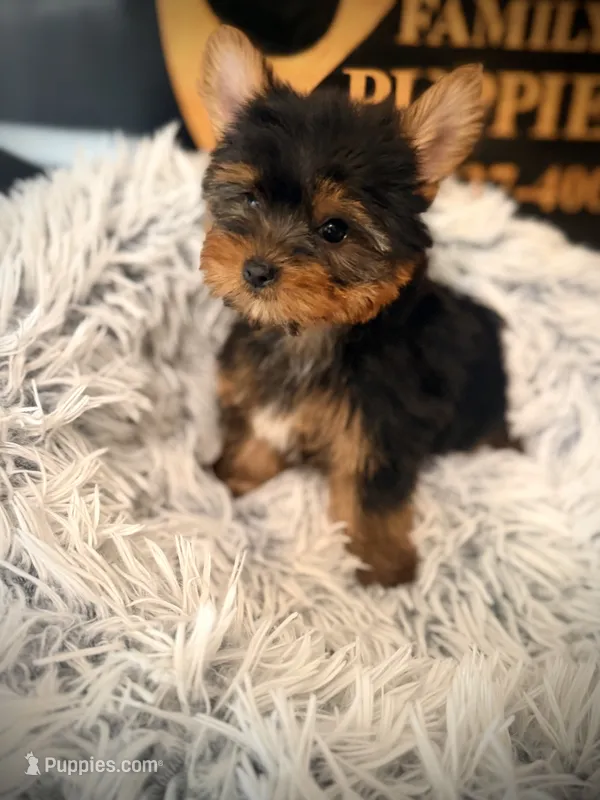 Tucker – Yorkshire Terrier puppy for sale in Crossville, TN