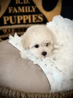 Ace, a male Maltipoo for sale in Crossville, TN – 6 of 6