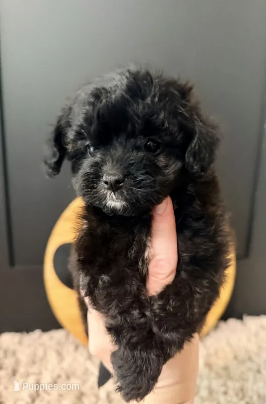 Barley – Cavapoo puppy for sale in Crossville, TN