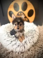 Hope, a female Maltese and Yorkshire Terrier for sale in Crossville, TN – 2 of 5