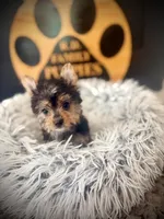 Hope, a female Maltese and Yorkshire Terrier for sale in Crossville, TN – 5 of 5