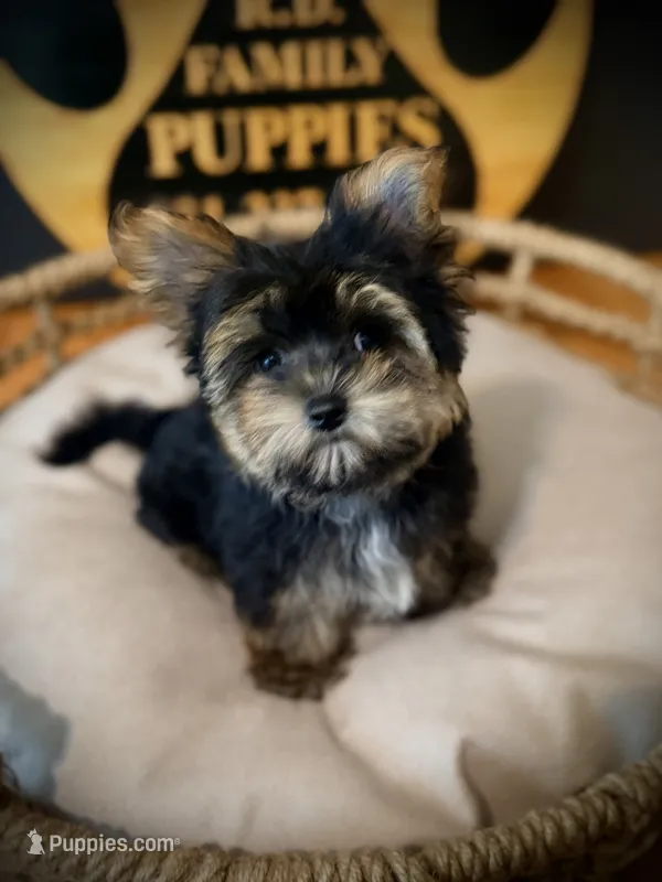 Charlie – Morkie puppy for sale in Crossville, TN