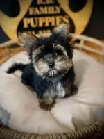 Charlie, a male Maltese and Yorkshire Terrier for sale in Crossville, TN – 1 of 7