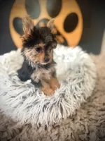 Hope, a female Maltese and Yorkshire Terrier for sale in Crossville, TN – 3 of 5