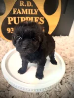 Riley, a female Cavapoo for sale in Crossville, TN – 4 of 5