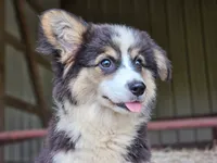 Dahlia, a female Pembroke Welsh Corgi for sale in Mountain Grove, MO – 2 of 7
