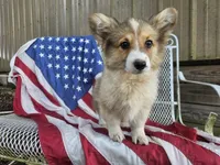 Hershey, a female Pembroke Welsh Corgi for sale in Mountain Grove, MO – 3 of 7