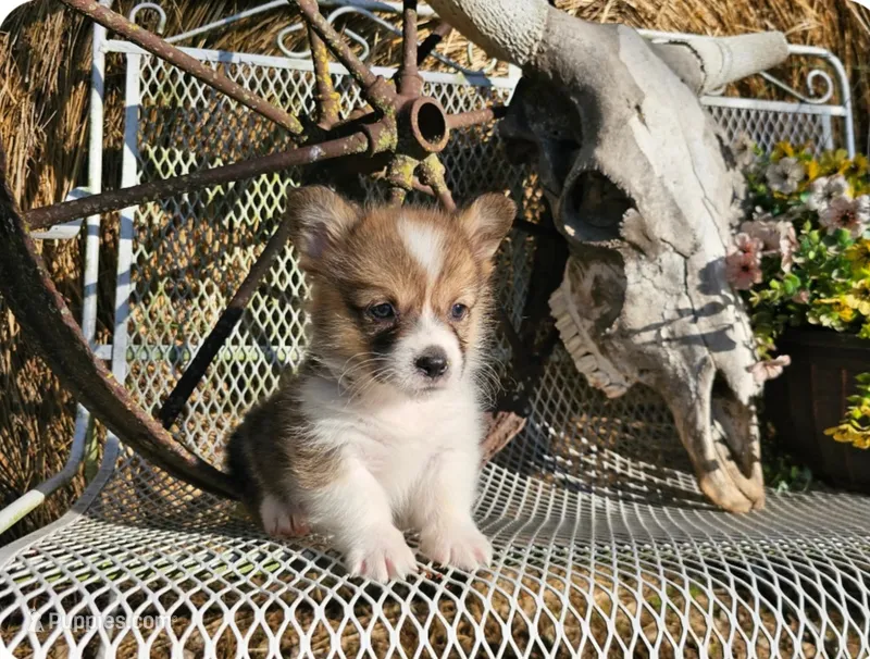 Twix – Pembroke Welsh Corgi puppy for sale in Mountain Grove, MO