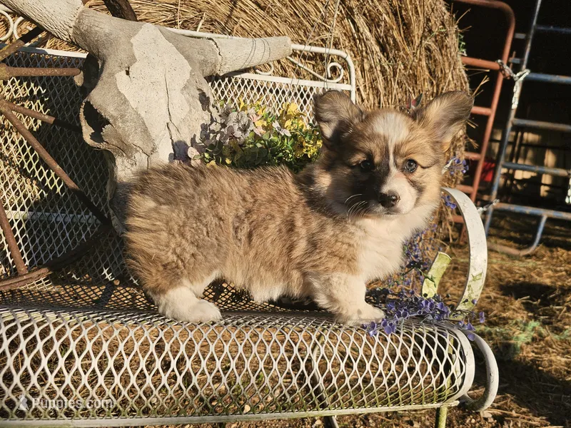 Day Lilly  – Pembroke Welsh Corgi puppy for sale in Mountain Grove, MO