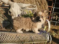 Day Lilly , a female Pembroke Welsh Corgi for sale in Mountain Grove, MO – 1 of 1
