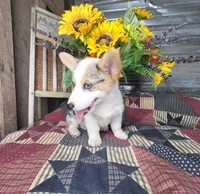 Chloe, a female Pembroke Welsh Corgi for sale in Mountain Grove, MO – 3 of 4