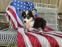 Tulip, a female Pembroke Welsh Corgi for sale in Mountain Grove, MO – 5 of 10