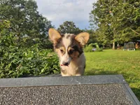 Cayenne, a female Pembroke Welsh Corgi for sale in Mountain Grove, MO – 4 of 4