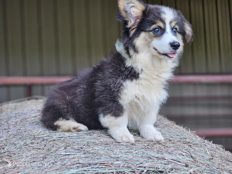 Dahlia – Pembroke Welsh Corgi puppy for sale in Mountain Grove, MO