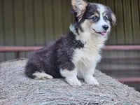 Dahlia, a female Pembroke Welsh Corgi for sale in Mountain Grove, MO – 1 of 7