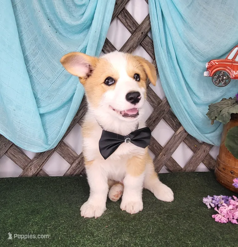 Bentley  – Pembroke Welsh Corgi puppy for sale in Mountain Grove, MO