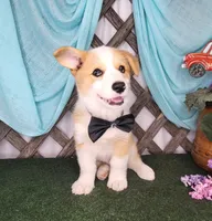 Bentley , a male Pembroke Welsh Corgi for sale in Mountain Grove, MO – 1 of 4