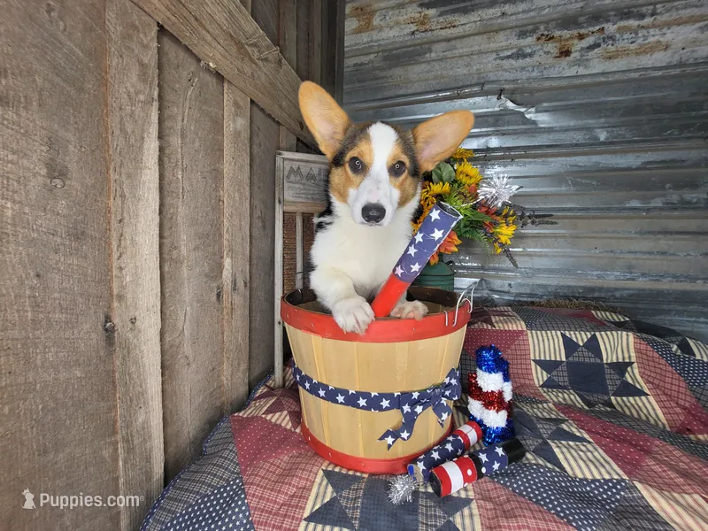 Betsy  – Pembroke Welsh Corgi puppy for sale in Mountain Grove, MO