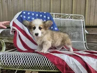 Snickers, a male Pembroke Welsh Corgi for sale in Mountain Grove, MO – 2 of 6