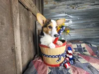 Betsy , a female Pembroke Welsh Corgi for sale in Mountain Grove, MO – 2 of 5