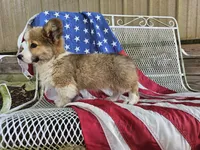 Kingsley, a male Pembroke Welsh Corgi for sale in Mountain Grove, MO – 2 of 9