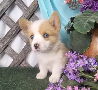 Cindy, a female Pembroke Welsh Corgi for sale in Mountain Grove, MO – Photo 2 of 2