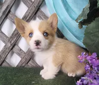 Cindy, a female Pembroke Welsh Corgi for sale in Mountain Grove, MO – Photo 1 of 2