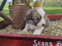 Day Lilly , a female Pembroke Welsh Corgi for sale in Mountain Grove, MO – Photo 5 of 6