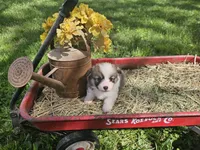 Day Lilly , a female Pembroke Welsh Corgi for sale in Mountain Grove, MO – Photo 2 of 6