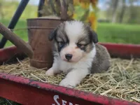 Day Lilly , a female Pembroke Welsh Corgi for sale in Mountain Grove, MO – Photo 4 of 6