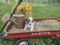 Day Lilly , a female Pembroke Welsh Corgi for sale in Mountain Grove, MO – Photo 6 of 6